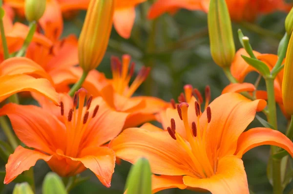 Flores de lírio laranja vívidas — Fotografia de Stock