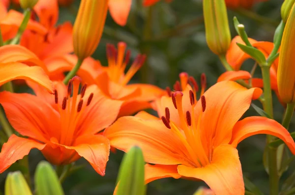 Flores de lírio laranja vívidas — Fotografia de Stock