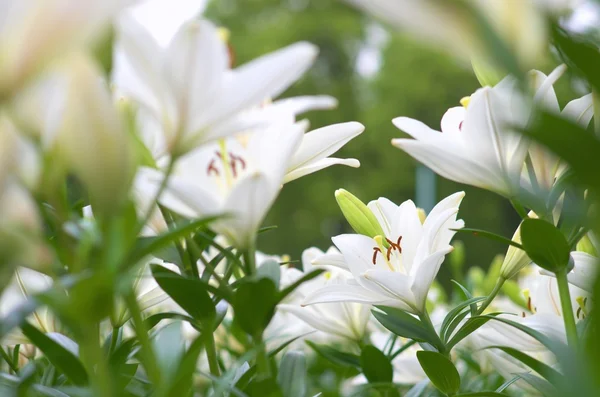 Милые белые лилейные цветы Лицензионные Стоковые Изображения