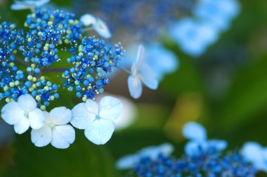 tempolu aqua ortanca