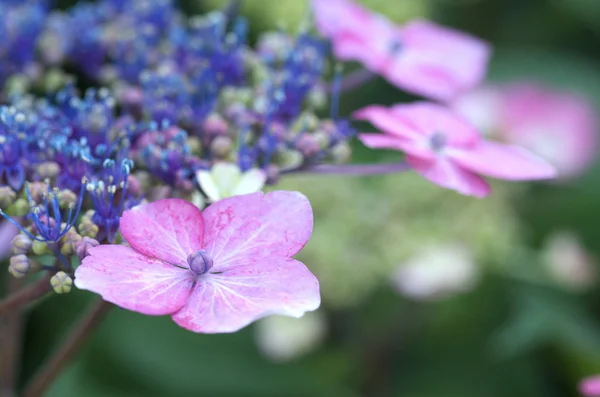 Růžové a fialové hydrangea květiny — Stock fotografie