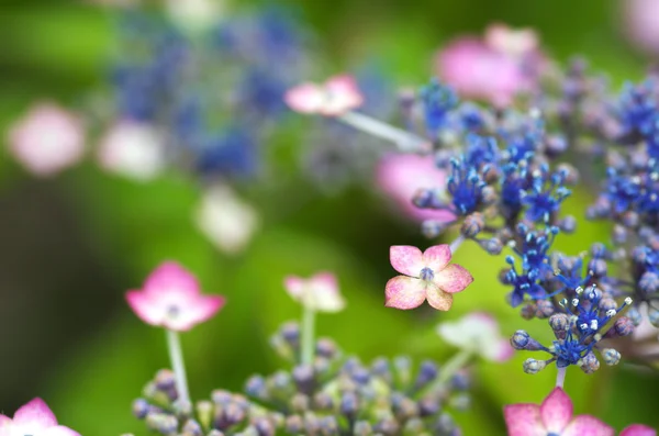 Rosa und lila Hortensienblüten — Stockfoto