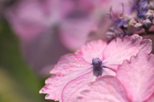 Розовые и фиолетовые гортензии — стоковое фото