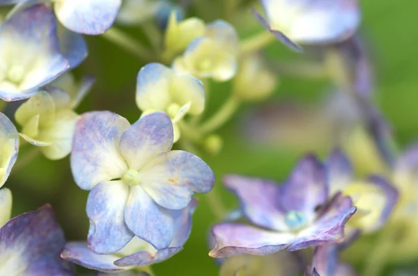 Élénk aqua Hortenzia — Stock Fotó