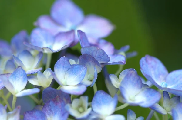 Élénk aqua Hortenzia — Stock Fotó