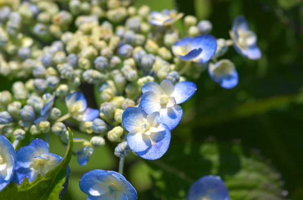 tempolu aqua ortanca