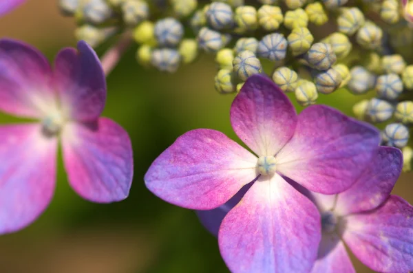 Růžové a fialové hydrangea květiny — Stock fotografie