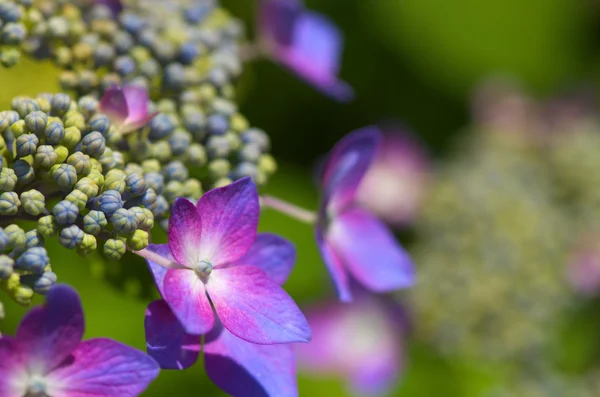 Fiori di ortensia rosa e viola — Foto Stock