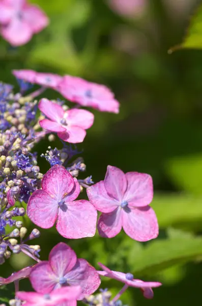 Pembe ve mor ortanca çiçekleri — Stok fotoğraf