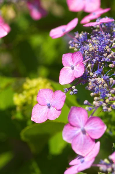 Flores de hortensias rosa y púrpura — Foto de Stock