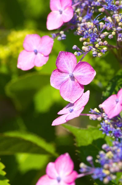 분홍색과 보라색 수 국 꽃 — 스톡 사진