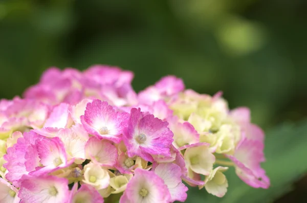 Roze en witte hortensia bloemen — Stockfoto