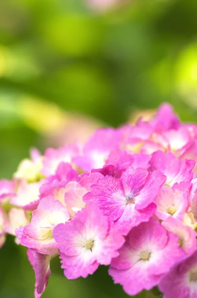 Rosa och vita hortensia blommor — Stockfoto