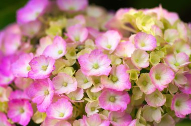 Pembe ve beyaz ortanca çiçekleri