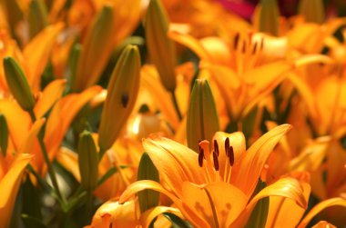 enerjik turuncu lily Çiçek Bahçesi