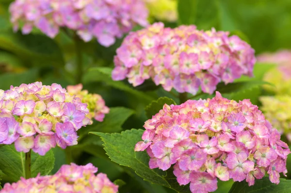 Flores de hortênsia rosa e branca — Fotografia de Stock