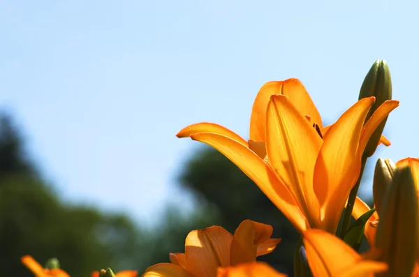 Enérgico jardín de flores de lirio naranja — Foto de Stock