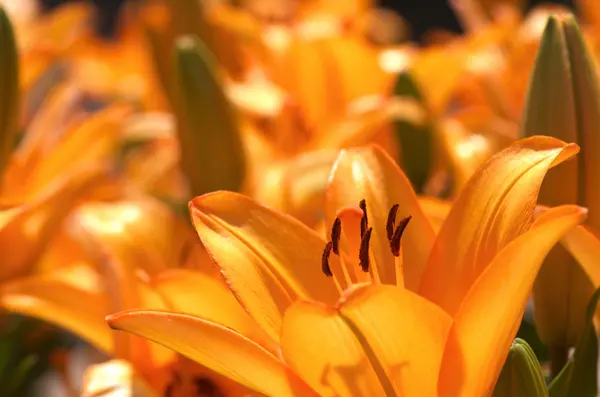Energisk orange Lilja blomsterträdgård — Stockfoto