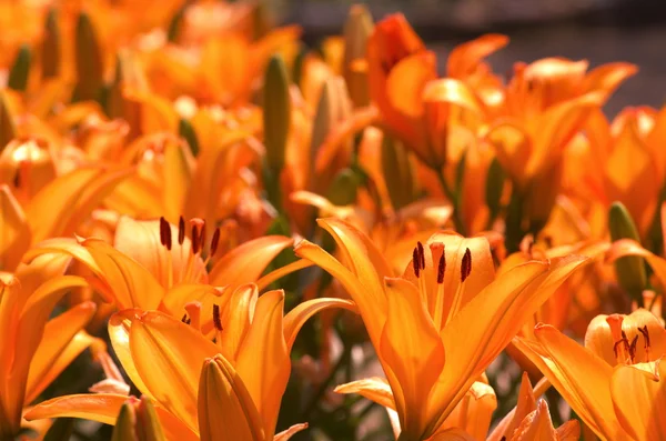 エネルギッシュなオレンジ色のユリの花の庭 — ストック写真
