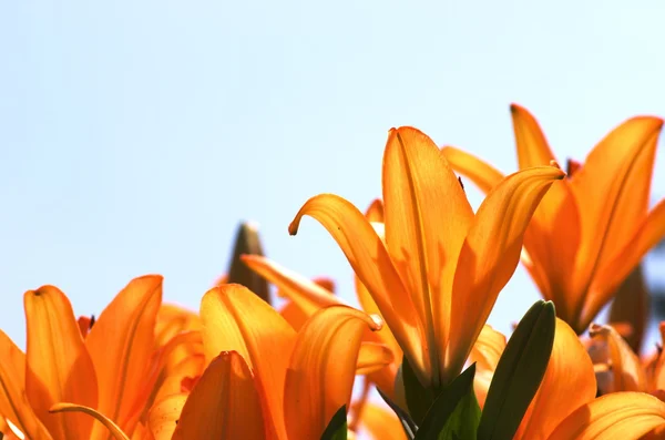 Enérgico jardín de flores de lirio naranja — Foto de Stock