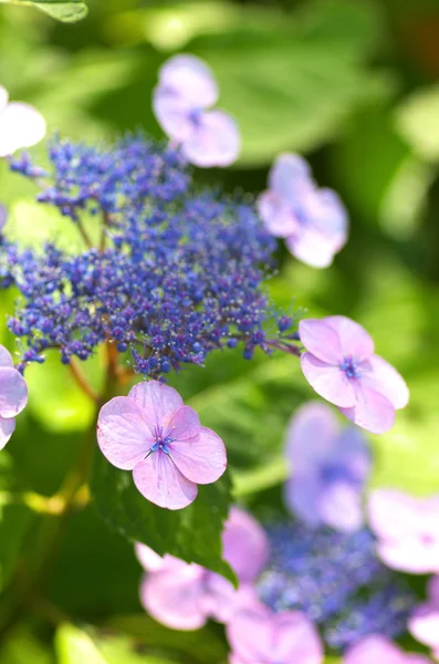 Paarse en blauwe hortensia — Stockfoto