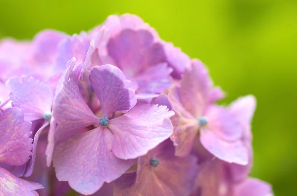 Hortensia violette en vert — Photo