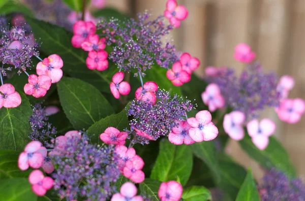 Lila und blaue Hortensien — Stockfoto