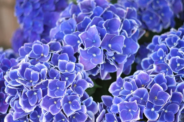 Blue and white hydrangea flowers — Stock Photo, Image