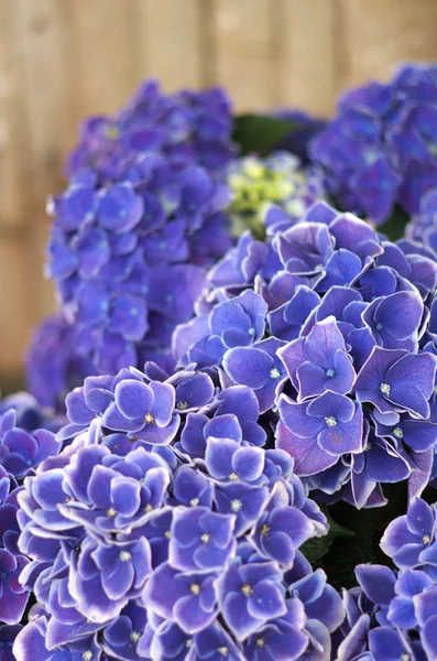 Modrobílé hortenzie květiny — Stock fotografie