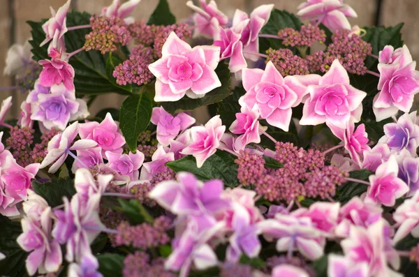 Flores de hortênsia rosa e branca — Fotografia de Stock