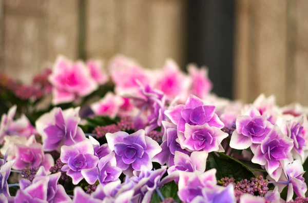 Rosa och vita hortensia blommor — Stockfoto