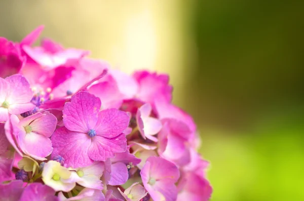 Levande rosa hydrangea blommor — Stockfoto