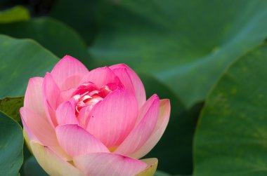 canlı pembe lotus çiçeği
