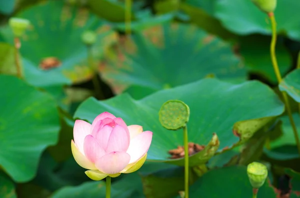 Niedlicher rosa Lotus — Stockfoto