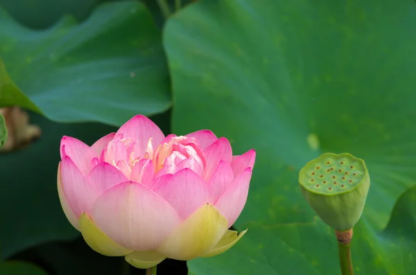 Ładny różowy Lotos — Zdjęcie stockowe