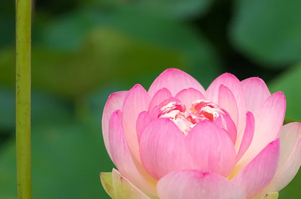 Lótus rosa bonito — Fotografia de Stock