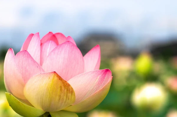 Ładny różowy Lotos — Zdjęcie stockowe