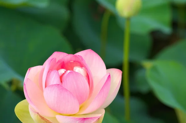 かわいいピンク ロータス — ストック写真