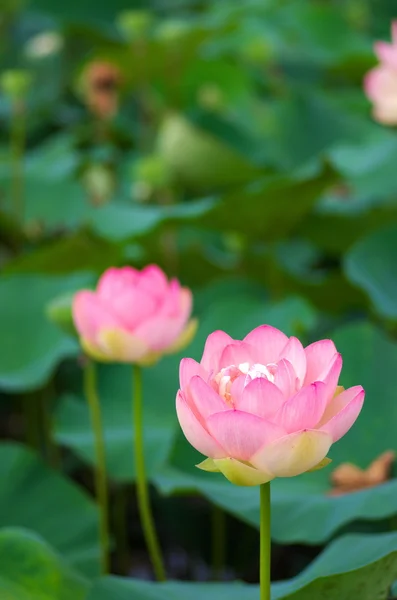 Flor de lótus rosa vívida — Fotografia de Stock