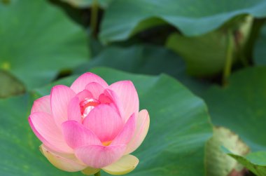 canlı pembe lotus çiçeği