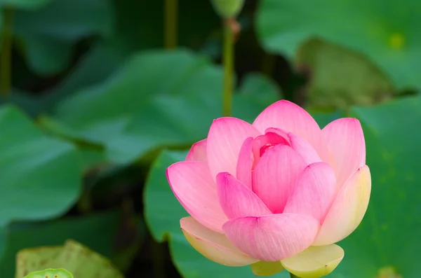 Flor de lótus rosa vívida — Fotografia de Stock