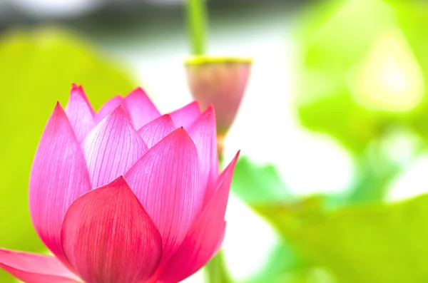 canlı pembe lotus çiçeği