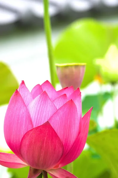 Flor de lótus rosa vívida — Fotografia de Stock