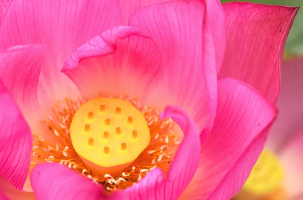 canlı pembe lotus çiçeği