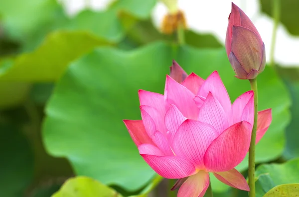 Carino loto rosa — Foto Stock