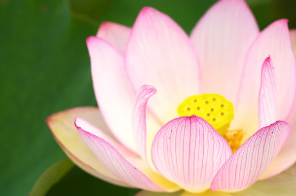 Flor de lótus rosa e branco — Fotografia de Stock