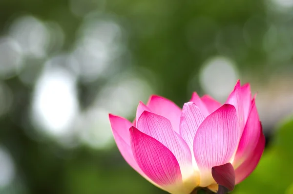 Fiore di loto rosa e bianco — Foto Stock