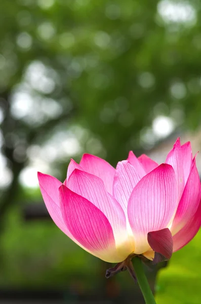 Kwiat lotosu różowy i biały — Zdjęcie stockowe