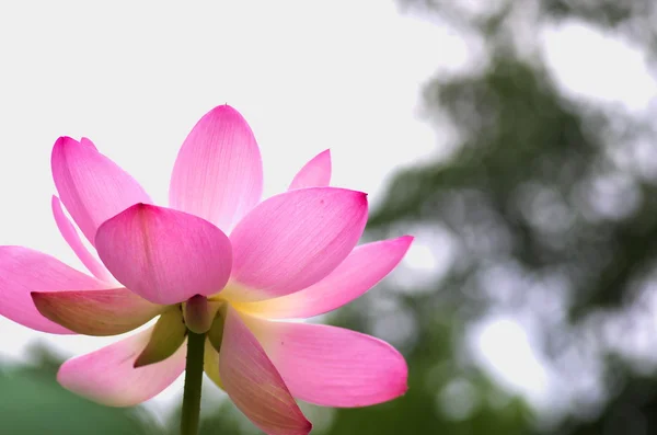 Flor de lótus rosa e branco — Fotografia de Stock