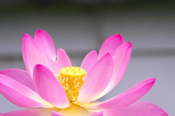 Flor de lótus rosa e branco — Fotografia de Stock